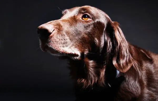 Beautiful clean and shiny coated dog on black background