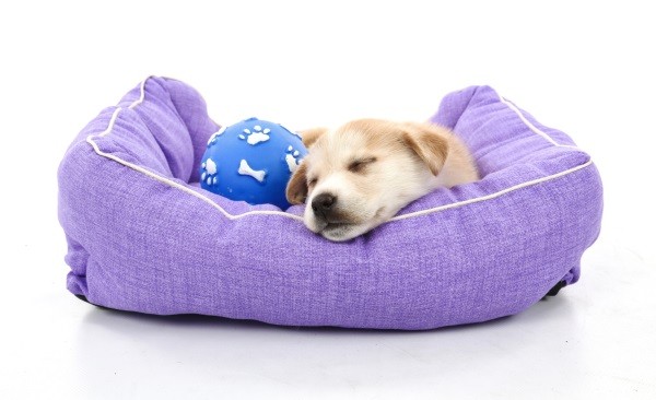 Adorable little dog that is laying comfortably in a small pet bed.