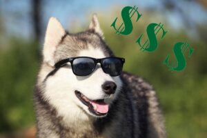 The costs for keeping a Siberian Husky dog on a monthly basis