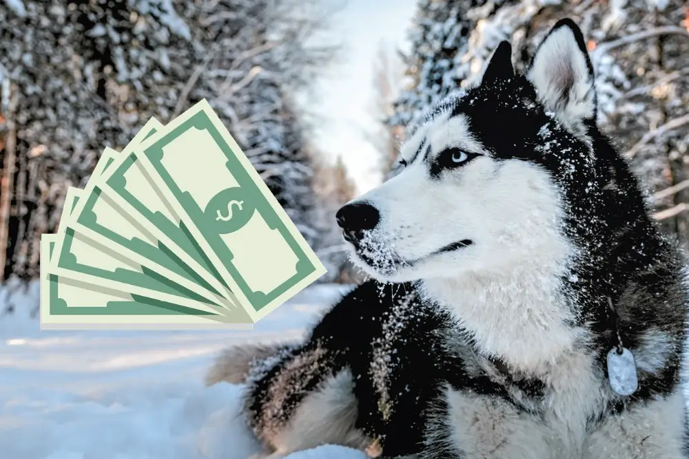 The implied costs of buying and owning a Siberian Husky puppy