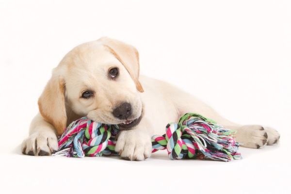 A cute little dog chewing on a toy.