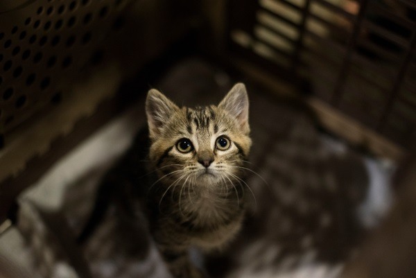 Make sure to put your cute kitten in a small crate for safety before you introduce it to your dog