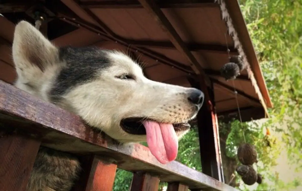 Dehydrated Siberian Husky with his tongue hanging out
