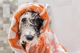 Lovely dog after a shampoo bath in a bathroom