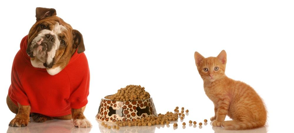 Big dog and cat receiving treats for behaving well