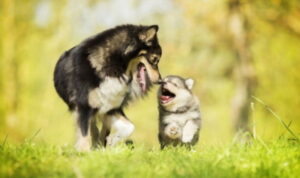 Dog running with a puppy