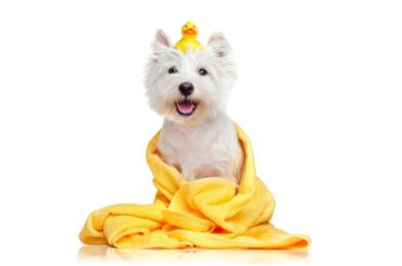 A white dog being washed with a toy duck on his head covered with a blanket.