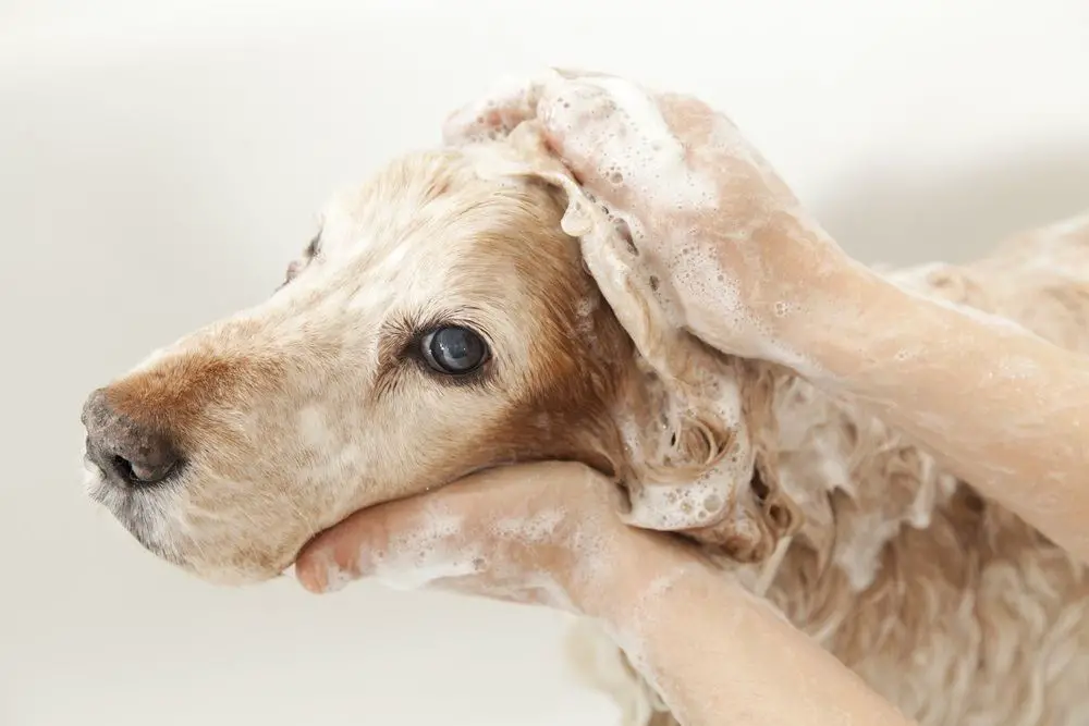 Gorgeous dog being washed with dog shampoo