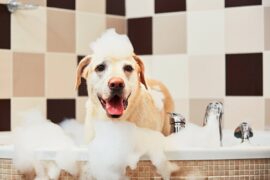A happy dog in a bathtub being washed with the best smelling dog shampoo out there