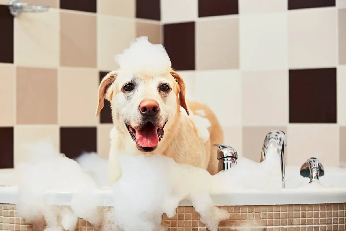 A happy dog in a bathtub being washed with the best smelling dog shampoo out there