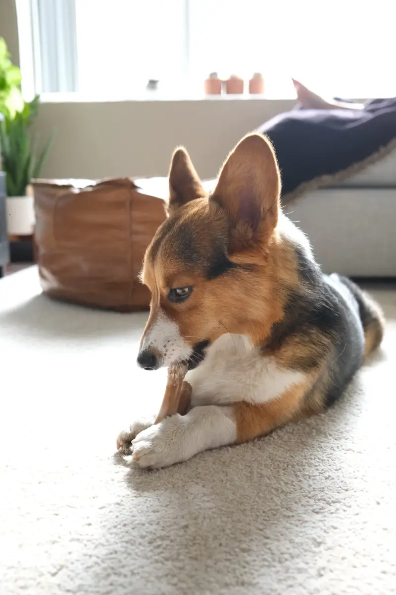 Dog chews a bone