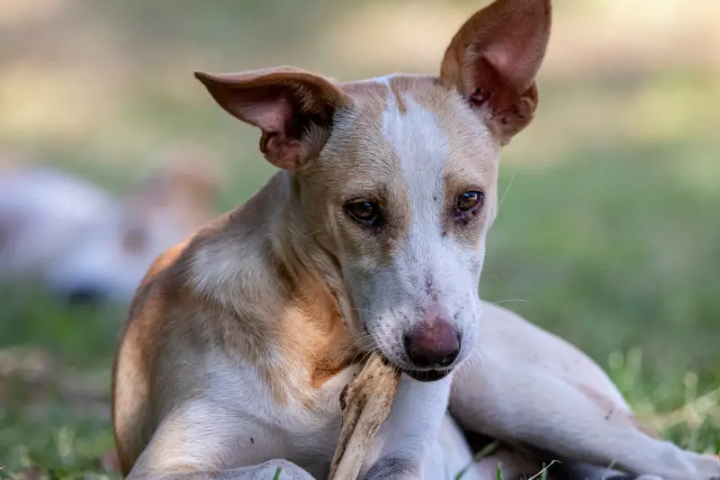 Dog chews a bone on the lawn