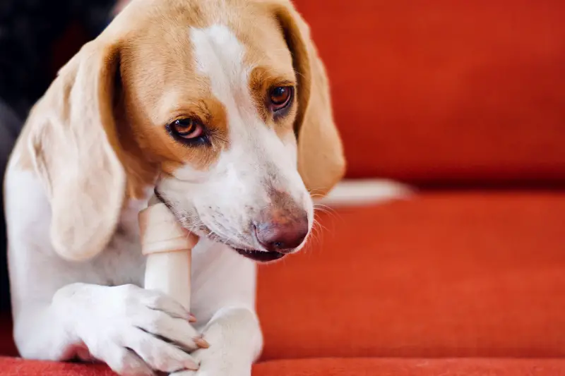 Dog chews a bone