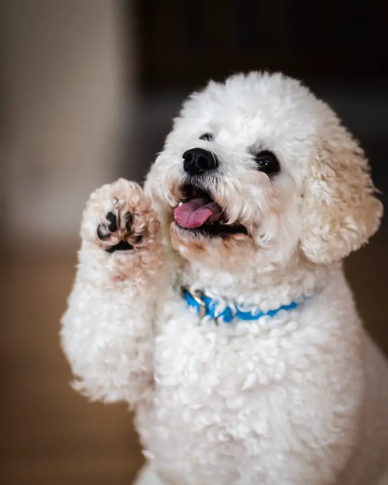 Dog clipped nails