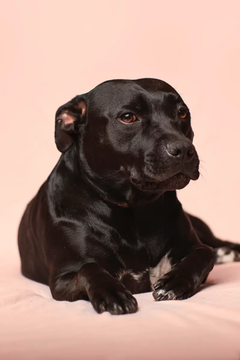 Dog clipped nails