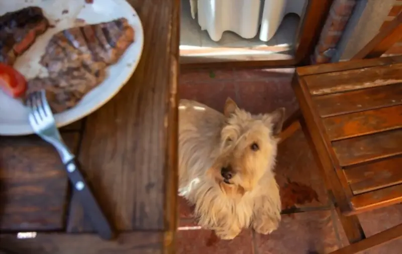 Dog consuming pork