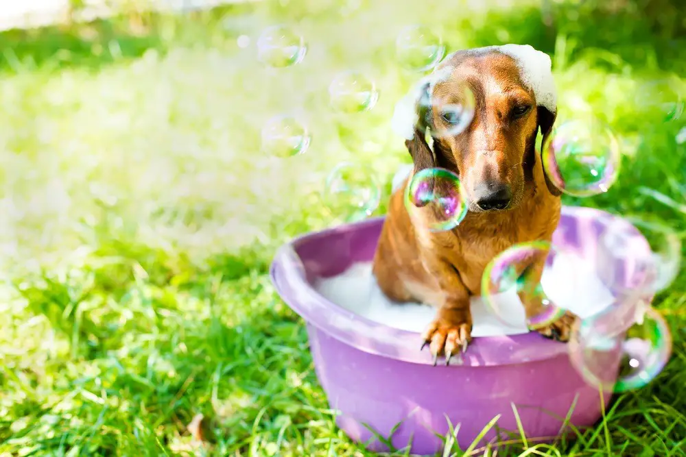 A dog taking a bath that is covered with dog shampoo while looking at shampoo bubbles