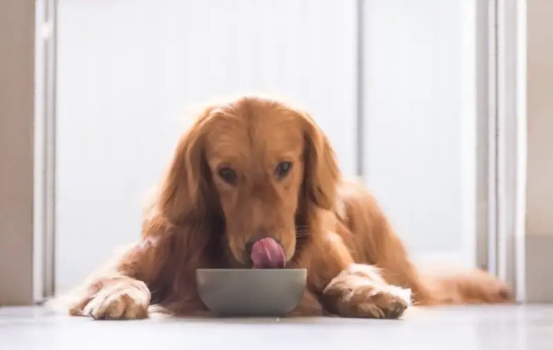 dog eating from a bowl