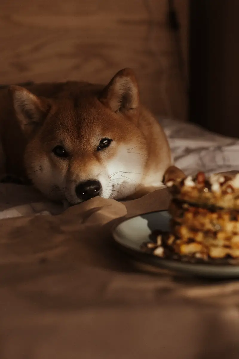 Dog eating bread in bed