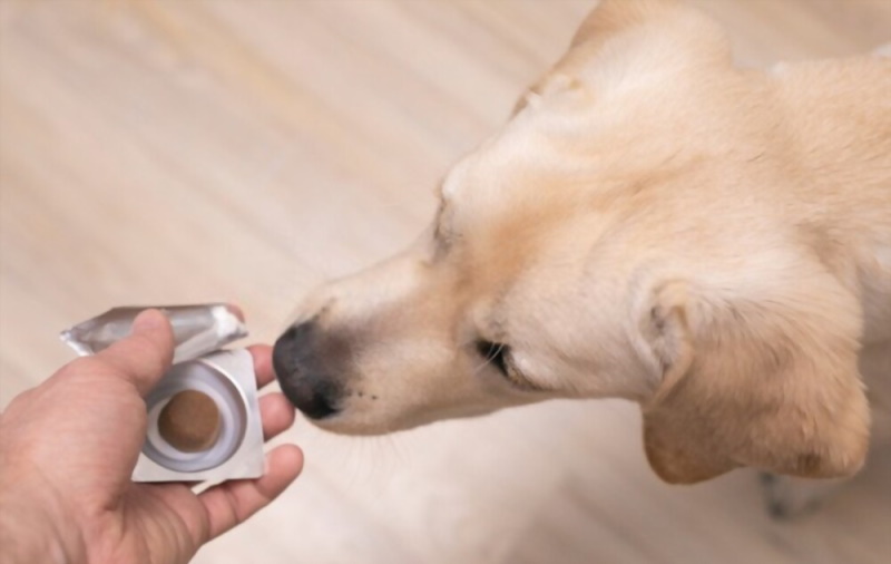 Can You Shower Your Dog After Putting On Flea Medicine