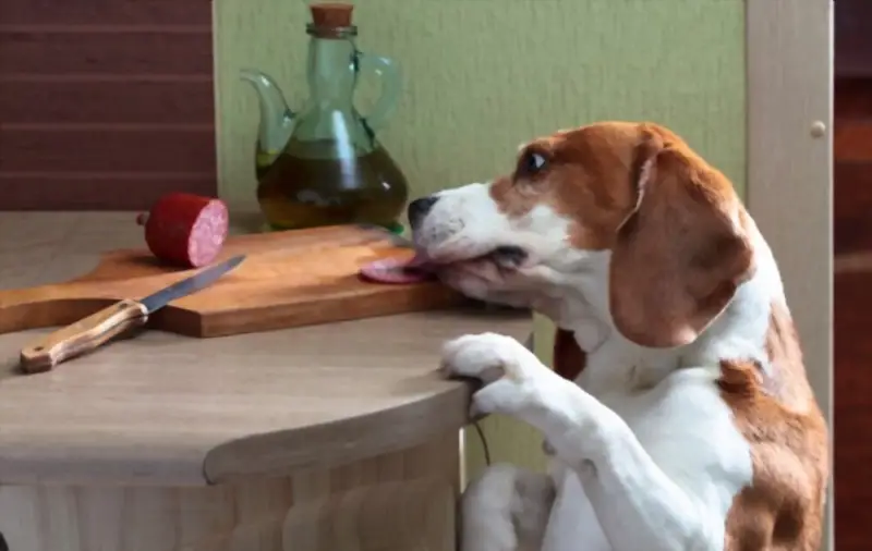 Dog eating pork
