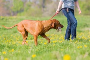 Dog playing with his owner using a flirt pole that is good for exercise