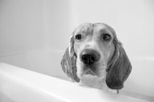A beagle dog getting used to regular baths