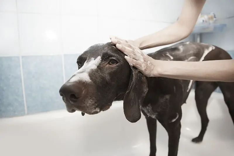 Dog getting washed