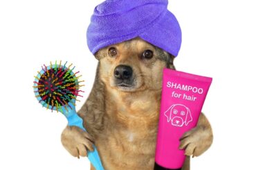 A ready for a bath dog holding a shampoo bottle in his paw