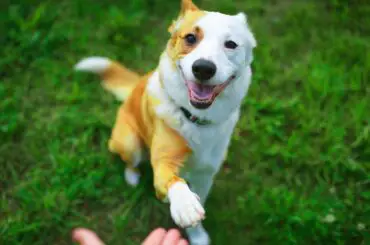 Happy dog paws and his pal hand meeting