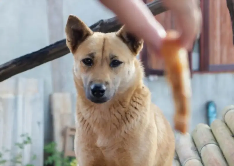 Dog eating pork rind