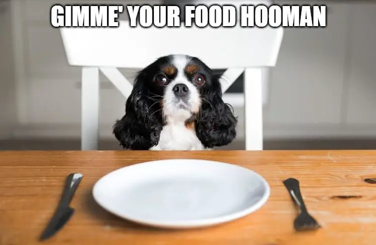 Funny little dog sitting at the table expecting food from his owner.