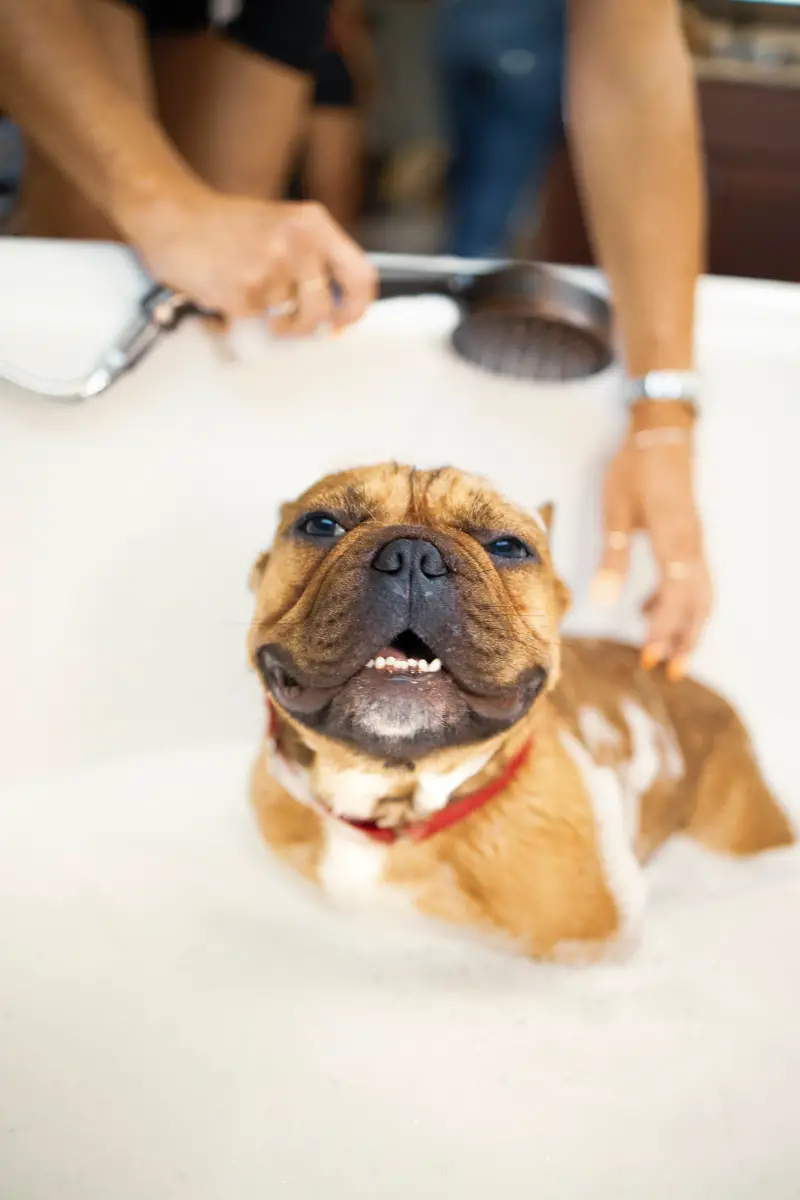Dog taking bath