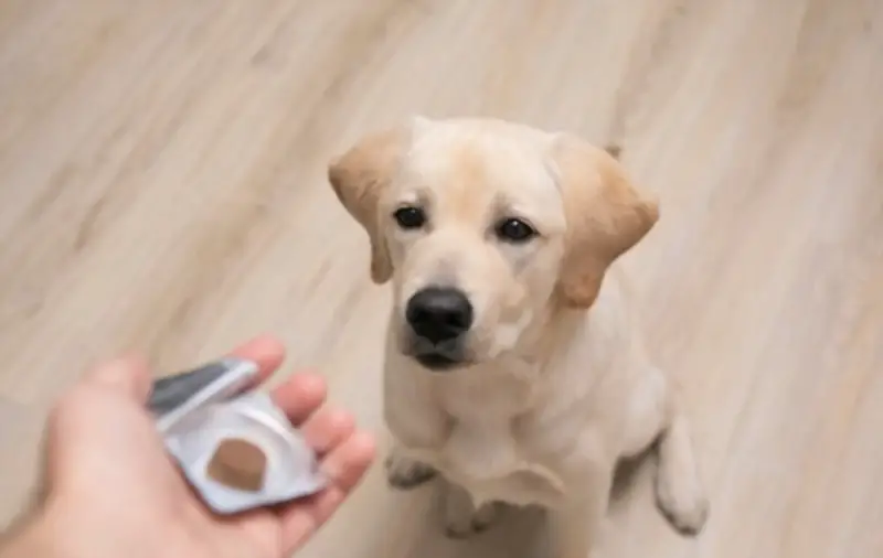 Dog taking flea treatment