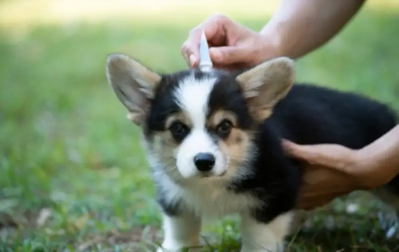 Dog taking flea treatment