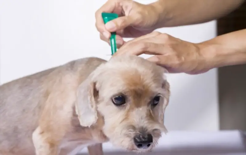 Dog taking flea treatment