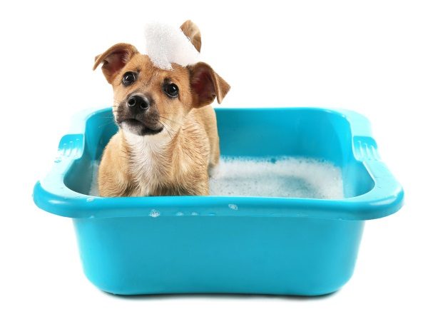 A dog being washed with shampoo foam on his head looking sideways.