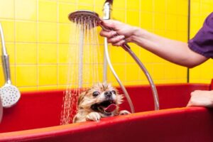 Applying dog washing solution on dog for benefit analysis