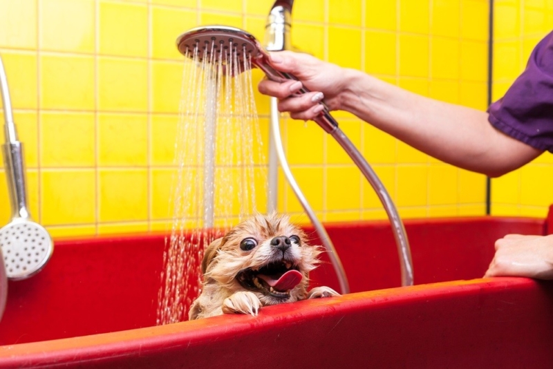 Furminator Deshedding Shampoo Review And Analysis