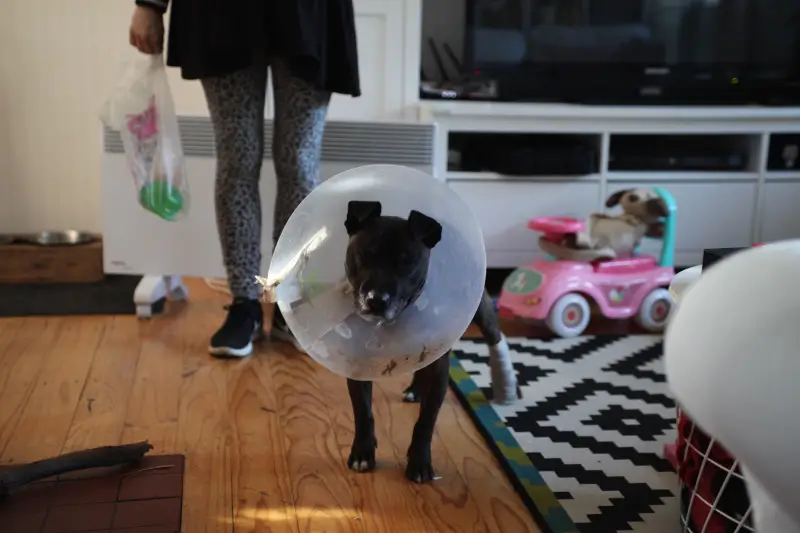Dog wearing cone after surgery