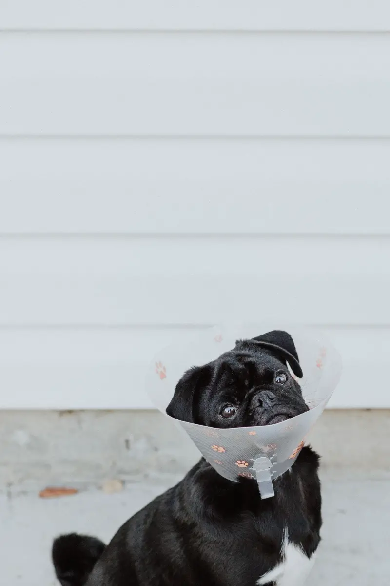 Dog wearing cone