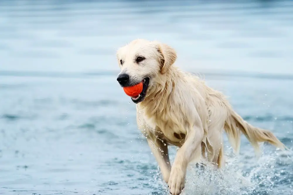 Lively dog with an orange ball running freely in water