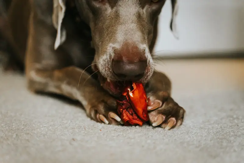 Dog with clipped nails