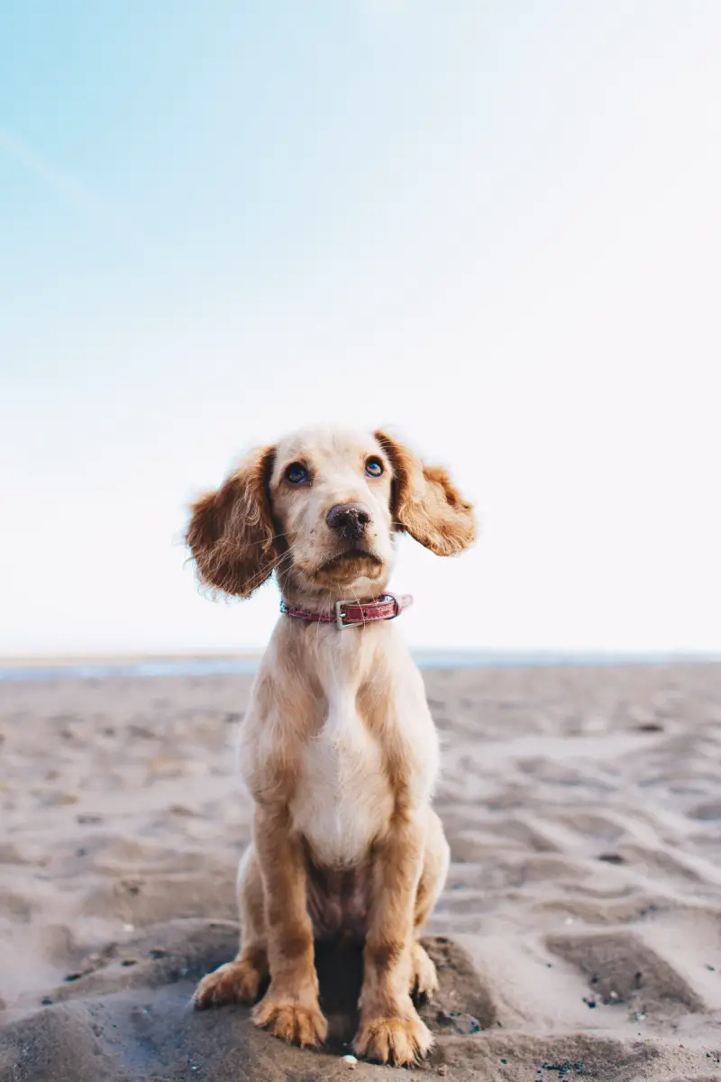 Dog with clipped nails