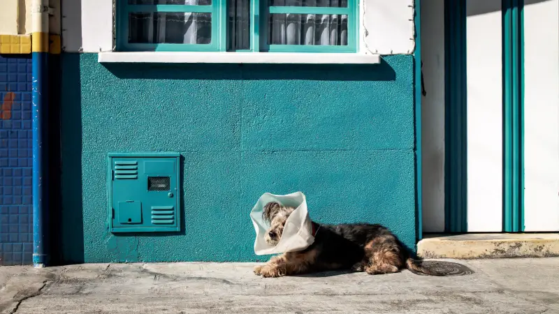 Dog with cone