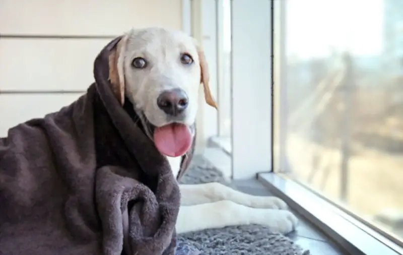 dog with a towel on him