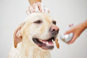 A labrador being washed with baby shampoo in the bathroom