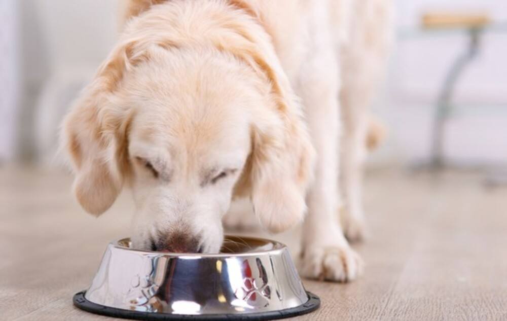 Labrador pup drinking water from a bowl