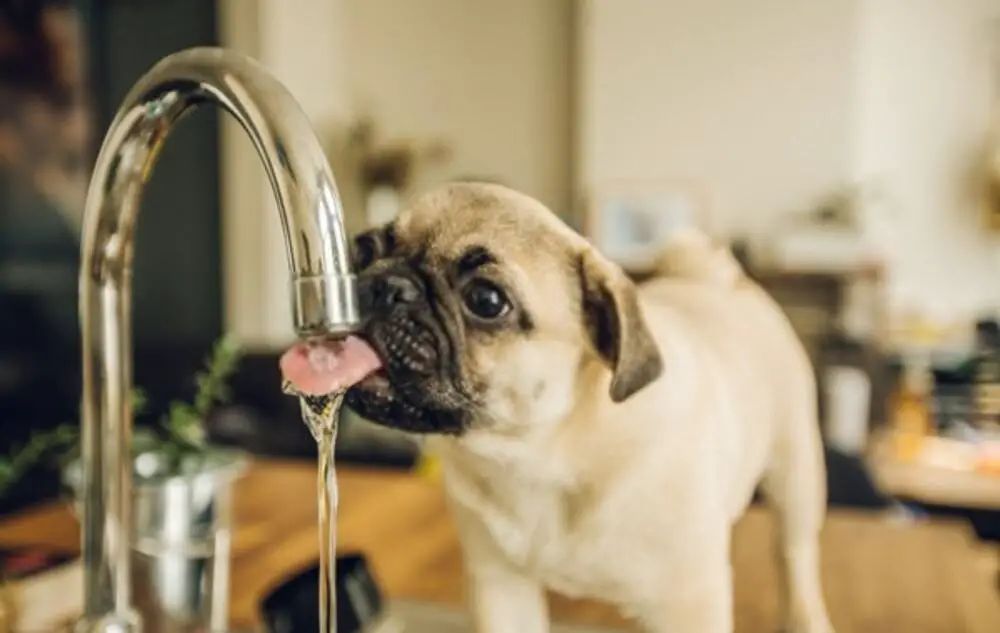 Small dog drinking water from a kitchen sink