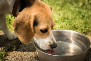 A dog drinking water from a metal bowl in the summer to stay hydrated